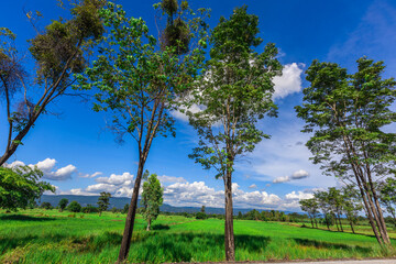 Fototapeta premium Nature Wallpaper (Mountains, Green Fields, Roadside Accommodation, Twilight Sky) The beauty of nature while traveling, with the wind blowing through the blurred leaves.