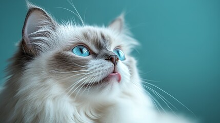 A close-up of a fluffy cat with striking blue eyes and a playful expression.