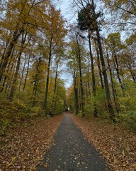 road in the forest