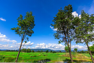 Fototapeta premium Nature Wallpaper (Mountains, Green Fields, Roadside Accommodation, Twilight Sky) The beauty of nature while traveling, with the wind blowing through the blurred leaves.