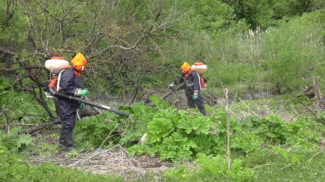 Large beautiful green leaf covers everything growing under it. Herbicide treatment of Sosnowsky's hogweed.

