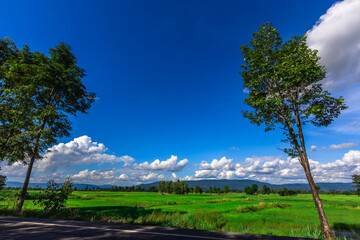 Obraz premium Nature Wallpaper (Mountains, Green Fields, Roadside Accommodation, Twilight Sky) The beauty of nature while traveling, with the wind blowing through the blurred leaves.
