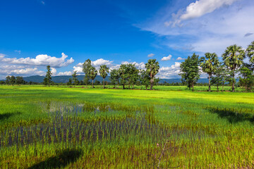 Obraz premium Nature Wallpaper (Mountains, Green Fields, Roadside Accommodation, Twilight Sky) The beauty of nature while traveling, with the wind blowing through the blurred leaves.