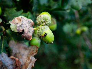 ant on an acorn