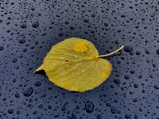 Yellow leaf on wet surface after rain