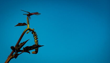 Dragon-fly