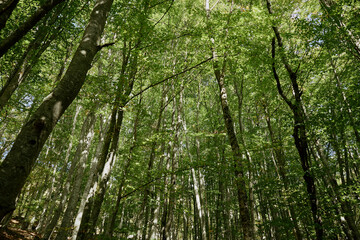 Majestic Tall Trees with Lush Foliage in a Dense Forest Under the Sunlight for Nature and Travel Concept