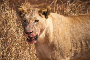 elephant just after eating