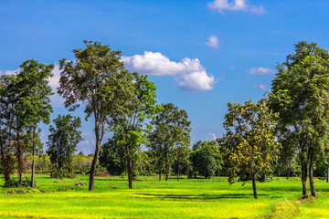 Nature Wallpaper (Mountains, Green Fields, Roadside Accommodation, Twilight Sky) The beauty of nature while traveling, with the wind blowing through the blurred leaves.