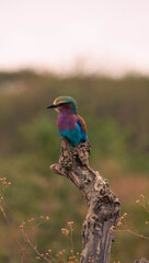 gorgeous bird in tarangire national park