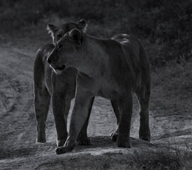 lions on the prowl