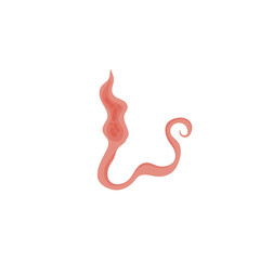 Flatworms parasite illustration 