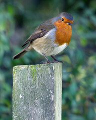 The UK's favourite bird. Thanks to its bright red breast, it's familiar throughout the year and especially at Christmas! Males and females look identical,.