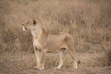 lion of the serengeti