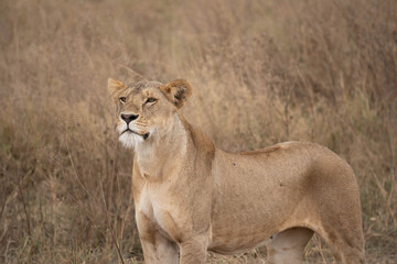 lion in the serengeti