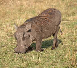 a pumba in the serengeti