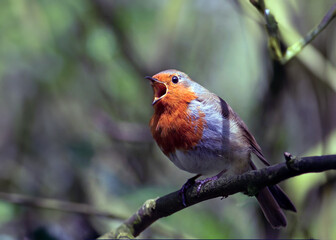 The UK's favourite bird. Thanks to its bright red breast, it's familiar throughout the year and especially at Christmas! Males and females look identical,.
