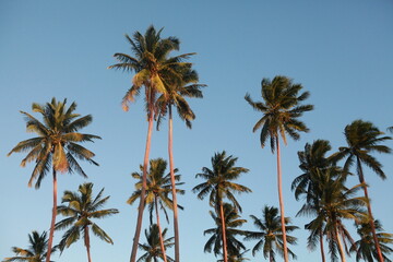 Obraz premium Palm trees and blue sky in the afternoon