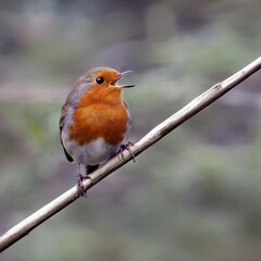 The UK's favourite bird. Thanks to its bright red breast, it's familiar throughout the year and especially at Christmas! Males and females look identical,.