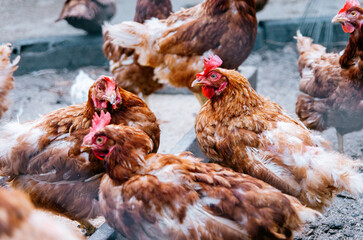 Free range poultry: close up of chickens in rural hen house