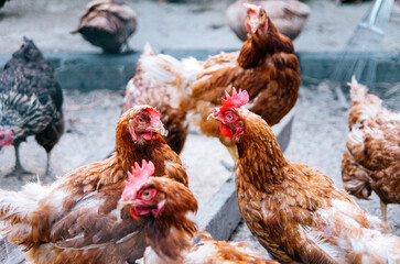 Free range poultry: close up of chickens in rural hen house