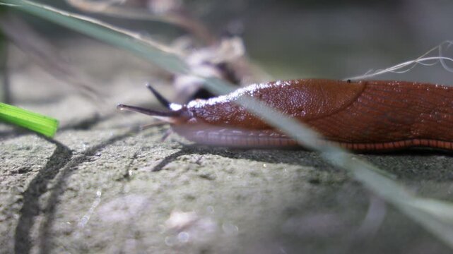 Spanish slug crawling up the garden path