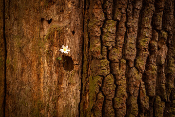 beautiful tree bark with flower