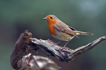 The UK's favourite bird. Thanks to its bright red breast, it's familiar throughout the year and especially at Christmas! Males and females look identical,.