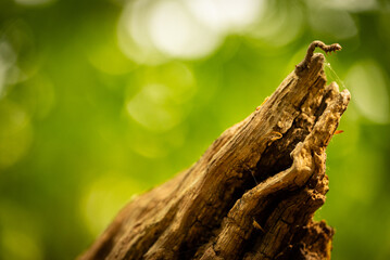caterpillar crawling on a tree