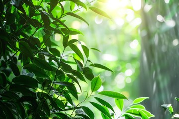Fototapeta premium Green leaves illuminated by sunlight