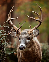 white tail Buck