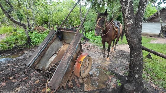 Video of a saddled horse near an old broken carriage tied to a tree in a rural area of Vinales, Cuba