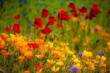 Fototapeta premium Fields of wildflowers in the Columbia River Gorge Nartional Scenic Area near Mosier, Oregon.1
