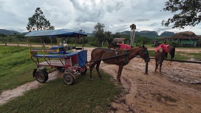 Video of horses tied to a piece of wood in a rural farmland in Vinales, Cuba.