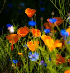 Obraz premium Fields of wildflowers with dark background in the Columbia River Gorge Nartional Scenic Area near Mosier, Oregon
