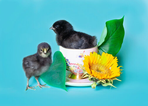 Two chicks in a teacup