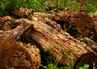 stump in the woods with mushrooms