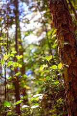 Tree and vines in the woods