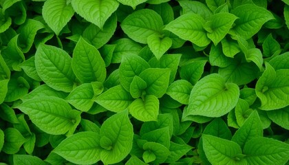 a close-up of lush green leaves densely packed with visible vein details slight curls on some edges forming a rich vibrant surface that fills the entire frame