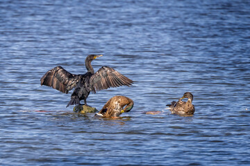 Close up of Cormorant with wings spread on rock in middle of lake with pair of Mallard ducks.