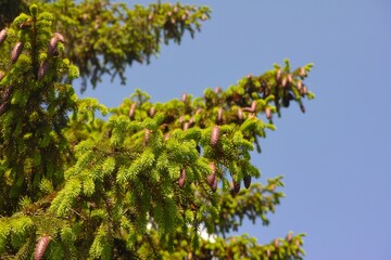 Spruce tree with spruce cones hanging off of its branches against blue sky background.