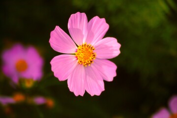 A close-up shot of flowering pink Cosmos bipinnatus.