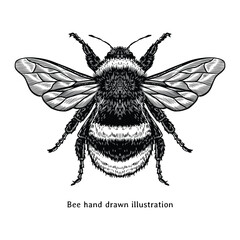 Bee hand drawn illustration in vintage style