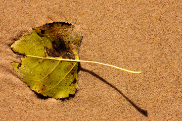 The long shadow of the cottonwood petiole graces the beach sand at Kohler-Andrae State Park,...