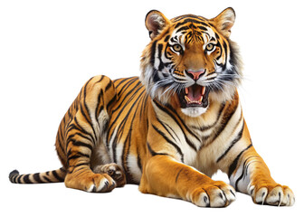Obraz premium tiger, agressive, mammal, predator, cutout, transparent, backgrounds, wildlife, animals, cat, stripes