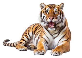 tiger, agressive, mammal, predator, cutout, transparent, backgrounds, wildlife, animals, cat, stripes