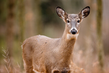 A young White-tailed deer is curiously looking at the photographer in early December near Hartford, Wisconsin