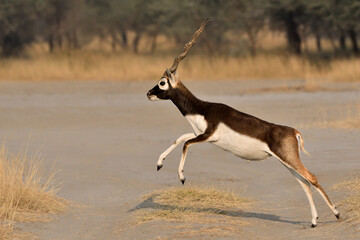 Male black buck running © Saurabh