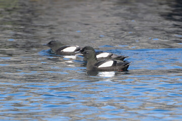 Fototapeta premium black guillemots or tystie - Cepphus grylle swimming in blue water. Photo from Grimsey Island in Iceland.