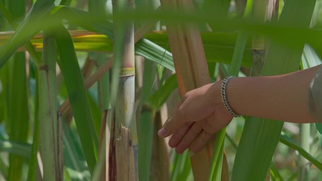 Indonesian farmers working in a sugarcane plantation area